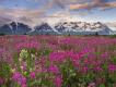 Fields of Vetch, Alsek River Valley, British Columbia, Canada
